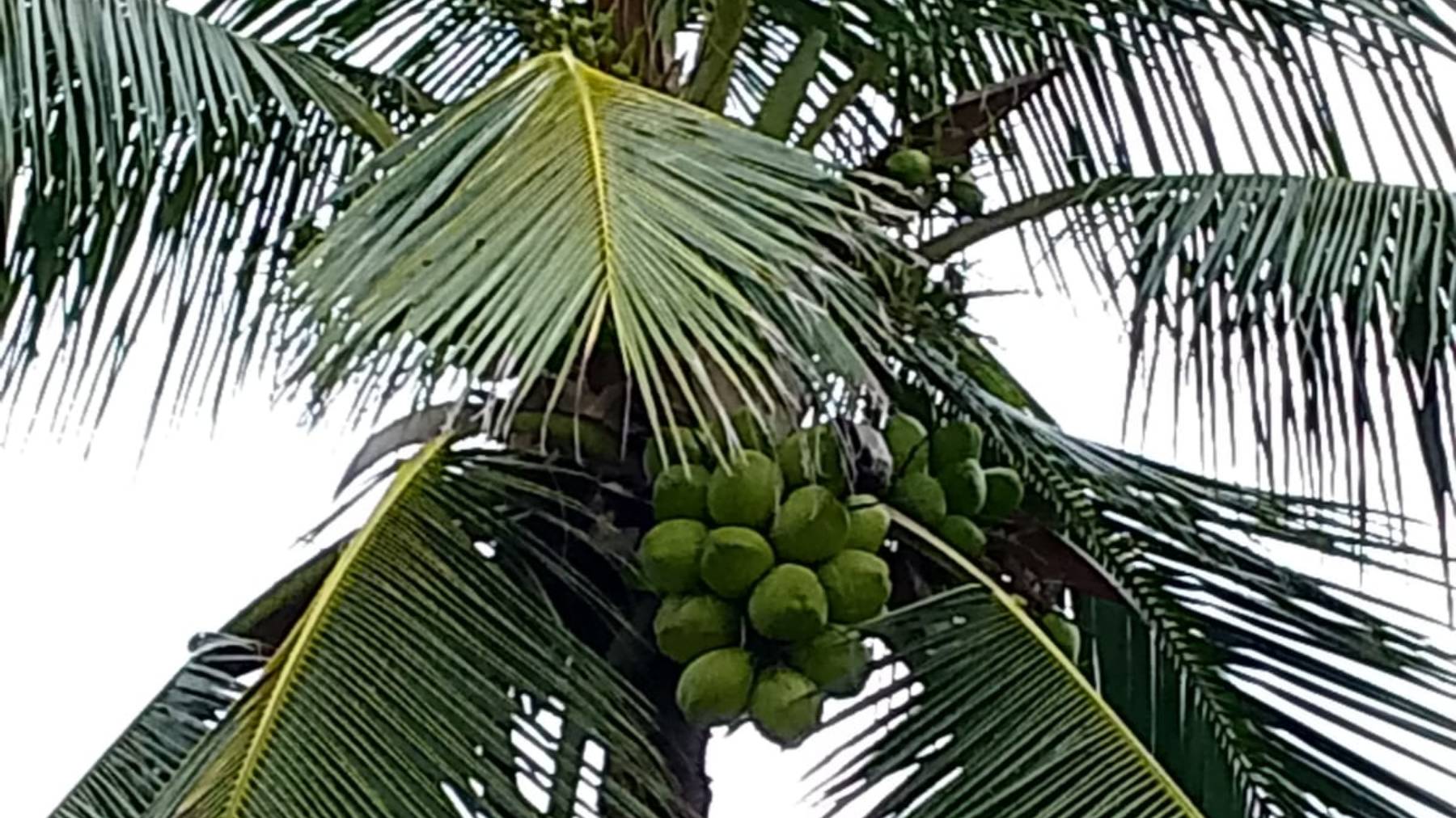 Китай: остров Хайнань