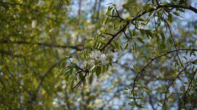 Музыкальная композиция для релаксации смотреть онлайн