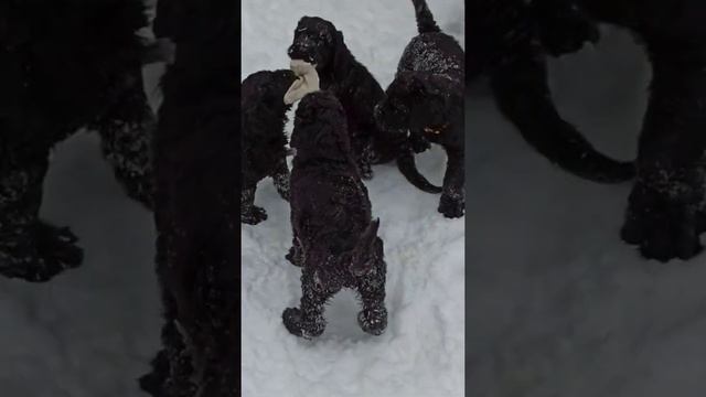 Щенки русского черного терьера. смотреть онлайн