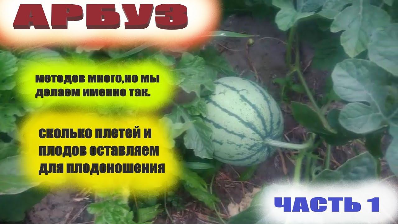 Как формируем куст арбуза.Обрезка плетей и нормировка плодов смотреть онлайн