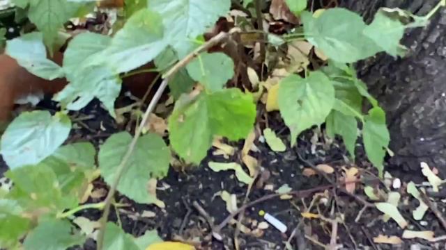 Белочка смотреть онлайн