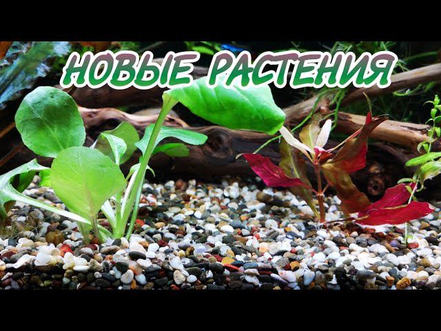КУПИЛ НОВЫЕ РАСТЕНИЯ . НАЧАЛ ЛИТЬ УДОБРЕНИЯ В АКВАРИУМЫ. смотреть онлайн