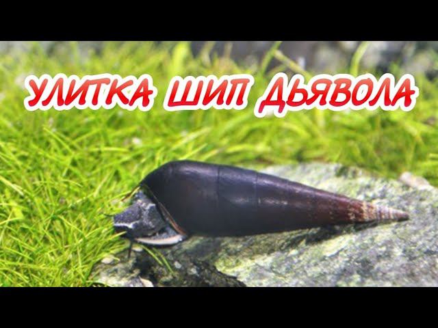 АКВАРИУМНАЯ УЛИТКА ШИП ДЬЯВОЛА. СОДЕРЖАНИЕ И РАЗВЕДЕНИЕ. смотреть онлайн