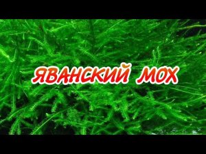 ЯВАНСКИЙ МОХ. СОДЕРЖАНИЕ И ДЕКОРИРОВАНИЕ В АКВАРИУМЕ.