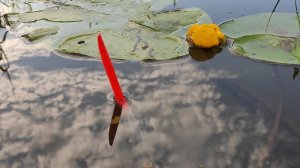 Рыбалка на ПОПЛАВОК - ТАЩУ НА ДВЕ удочки сразу, клев карася и плотвы летом