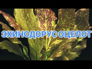 ЭХИНОДОРУС ОЦЕЛОТ. СОДЕРЖАНИЕ И РАЗВЕДЕНИЕ В АКВАРИУМЕ