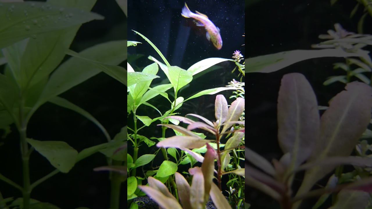 Афиосемион Гарднера смотреть онлайн