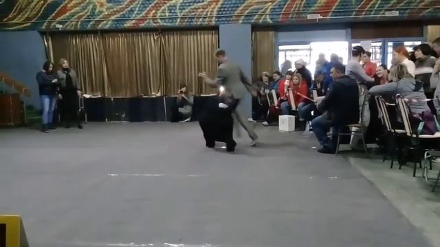 суки открытый смотреть онлайн