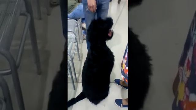 WhatsApp Video 2019 06 02 at 14 13 00 смотреть онлайн
