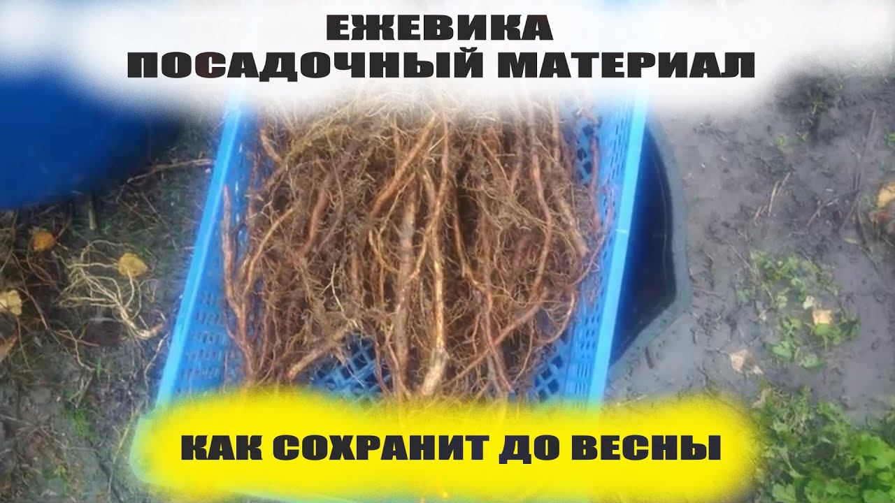 Убираю маточный корень ежевики на хранение в погреб для размножения весной смотреть онлайн