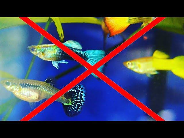 ГУППЯТНИКА БОЛЬШЕ НЕТ. ИЗМЕНЕНИЯ. смотреть онлайн