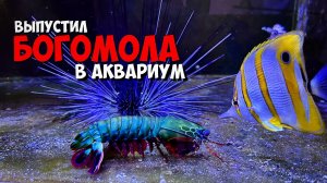 Выпустил богомола в аквариум