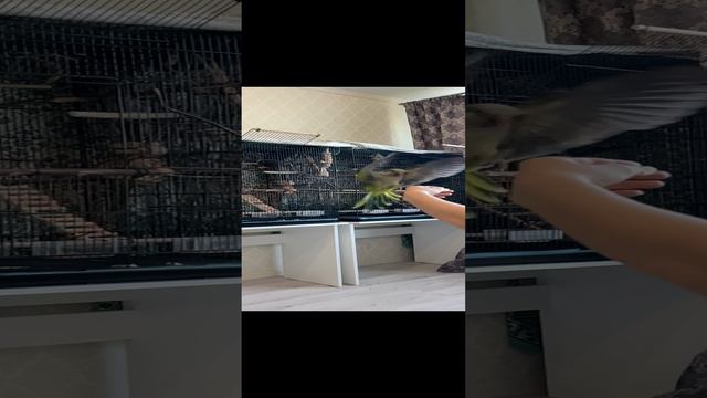 Птеродактиль