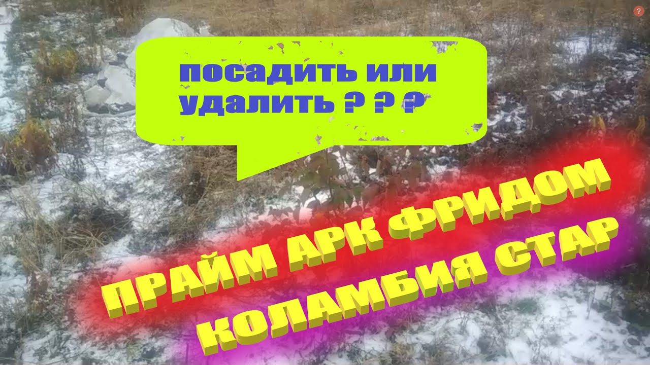 Стоит ли высаживать эти сорта ежевики в средней полосе.Коламбия стар.Прайм арк фридом смотреть онлайн