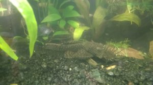 Губительное соотношение нитрата и фосфата