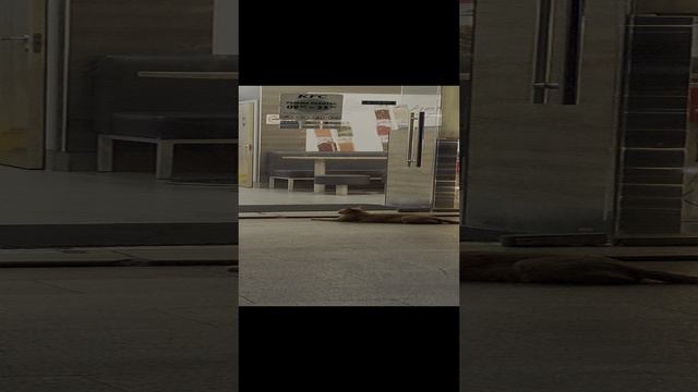 Пятигорский котик и сандерс смотреть онлайн