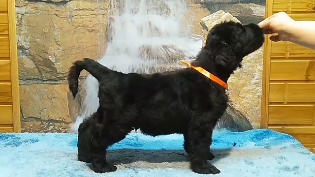 VID 20151108 185731 смотреть онлайн