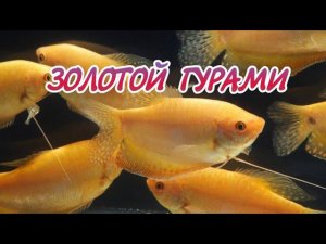 ЗОЛОТОЙ ГУРАМИ. СОДЕРЖАНИЕ И РАЗВЕДЕНИЕ.
