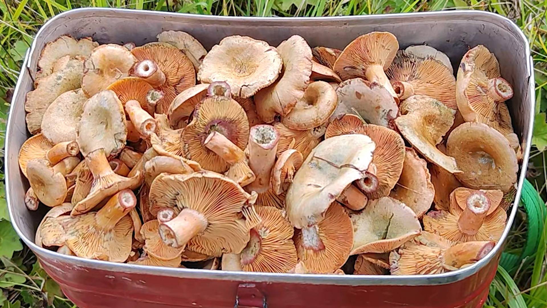 ЦАРСКИЕ ГРИБЫ РЫЖИКИ!!! СБОР РЫЖИЕОВ. ЦАРСКИЙ ГРИБ РЫЖИК смотреть онлайн