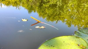 КРУПНЫЕ КАРАСИ РВУТ ЛЕСКИ!!!! РЫБАЛКА НА ПОПЛАВОК В АВГУСТЕ