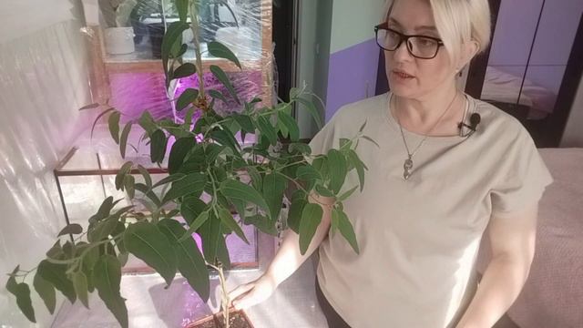 Формирование лимонного эвкалипта. Как вырастит пушистое дерево. смотреть онлайн