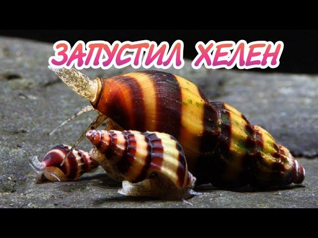 КУПИЛ ХЕЛЕН ЗАПУСТИЛ В ГУППЯТНИК смотреть онлайн