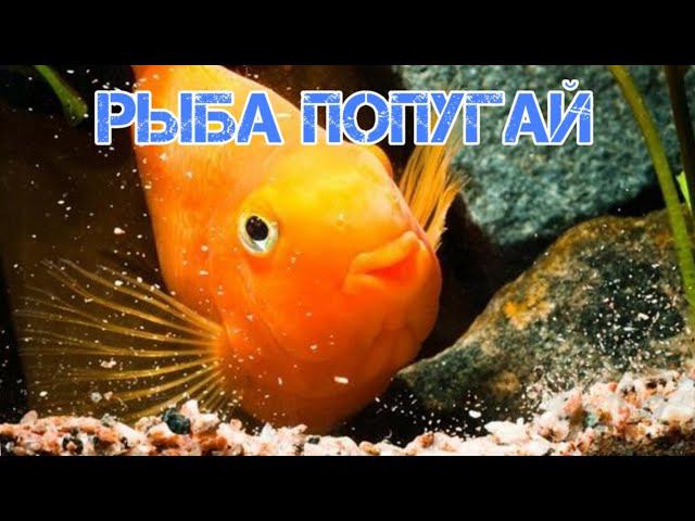 РЫБА ПОПУГАЙ. СОДЕРЖАНИЕ В АКВАРИУМЕ смотреть онлайн