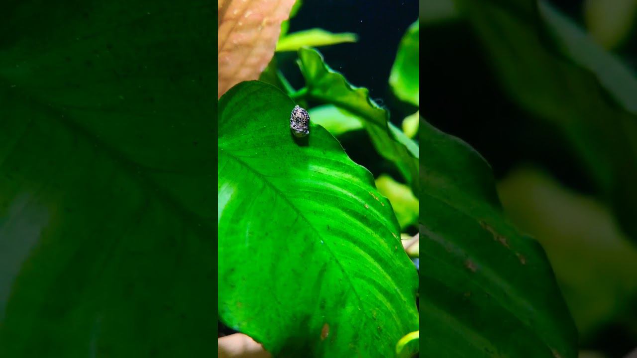 ТЕОДОКСУС В РАБОТЕ смотреть онлайн