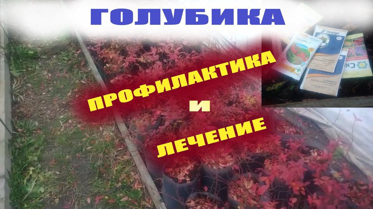 Обработка голубики осенью весной от болезней.Чем обработать для профилактики и лечения смотреть онлайн