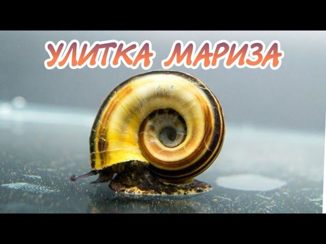 УЛИТКА МАРИЗА.СОДЕРЖАНИЕ В АКВАРИУМЕ. смотреть онлайн