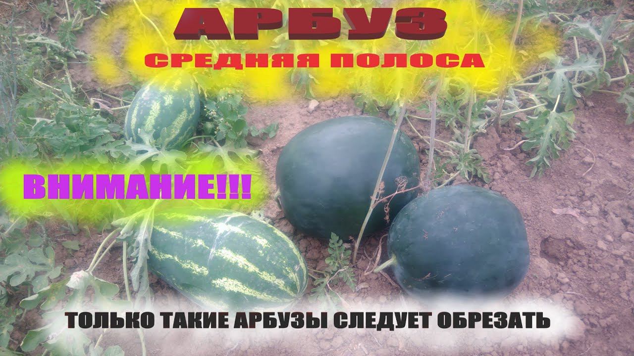 Как определить спелый арбуз на грядке или когда нужно обрезать арбуз смотреть онлайн