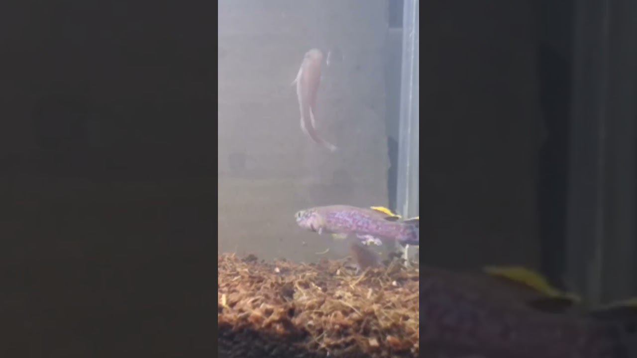 Нерест Афиосемиона смотреть онлайн