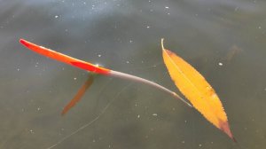 Ночью минус, а КАРАСЬ КЛЮЕТ - РЫБАЛКА НА ПОПЛАВОК, ловля на удочки и пикер