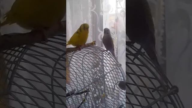 Танец самца попугая для самки🤍 смотреть онлайн