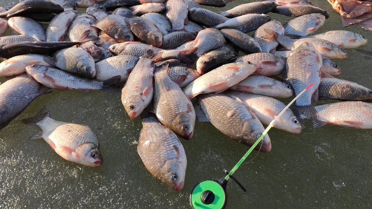 Пулемётный ЖОР КАРАСЯ и ещё 6 ВИДОВ РЫБЫ!! Зимняя рыбалка по последнему льду смотреть онлайн