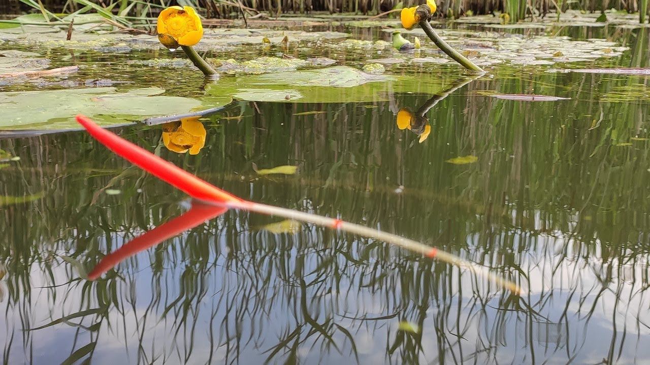 Ловля карася на ПОПЛАВОК в кувшинках - рыбалка на малой реке летом смотреть онлайн