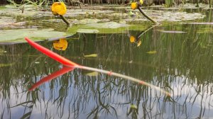 Ловля карася на ПОПЛАВОК в кувшинках - рыбалка на малой реке летом