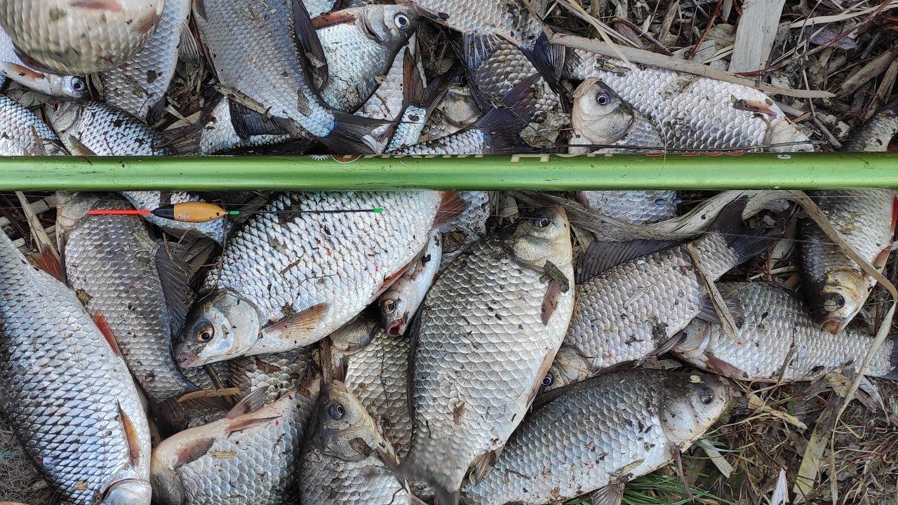 РЫБАЛКА НА ПОПЛАВОК и ЖОР ВЕСНОЙ - карась, плотва, густера и САЗАНЫ берут на удочку и фидер смотреть онлайн