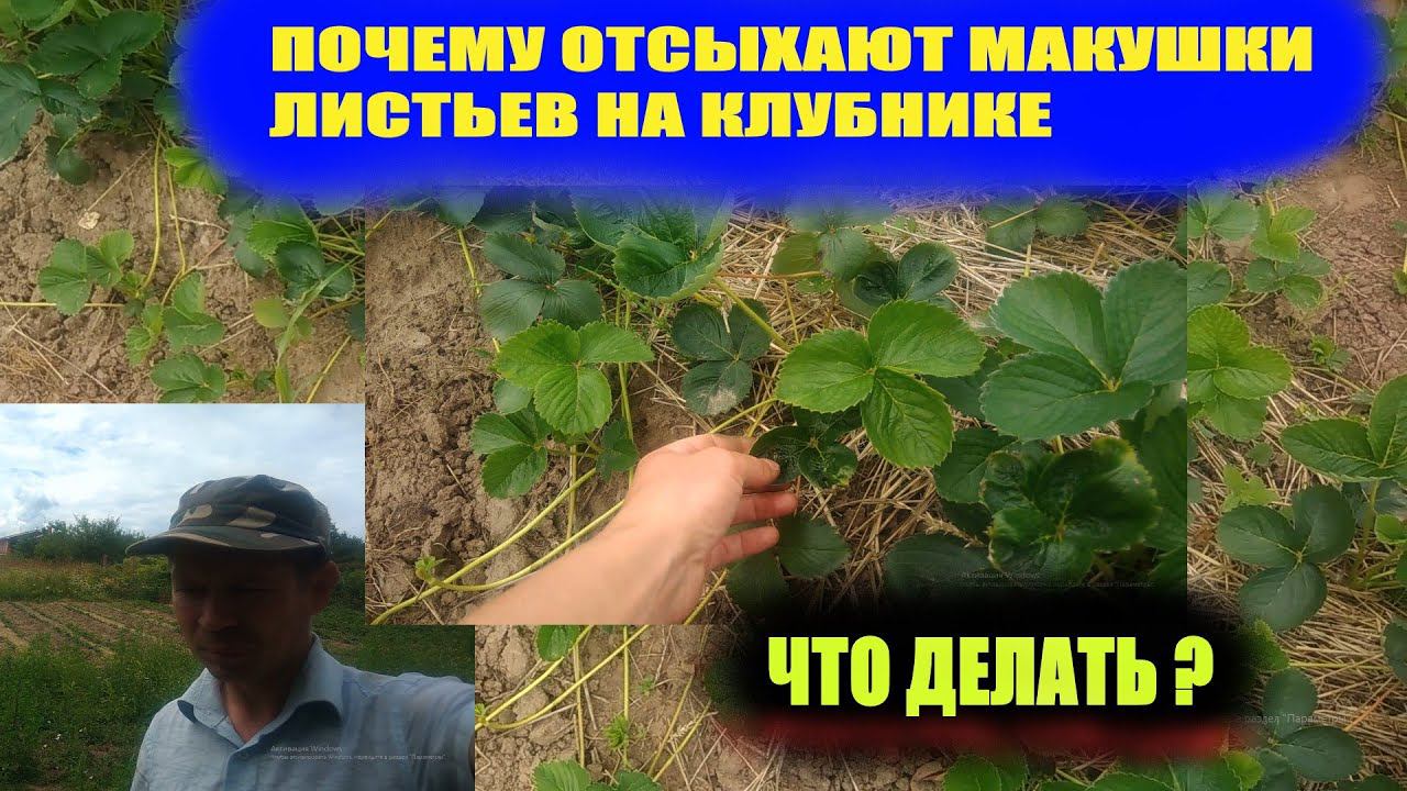 Чего не хватает клубнике.Дефицит кальция смотреть онлайн