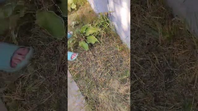 Хозяйка мона..