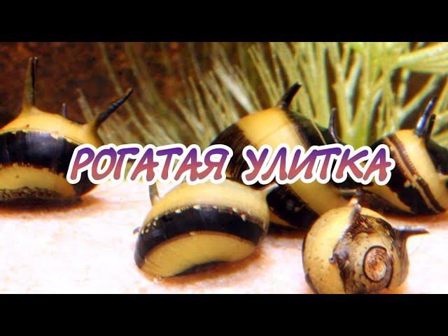 РОГАТАЯ УЛИТКА. СОДЕРЖАНИЕ В АКВАРИУМЕ. смотреть онлайн