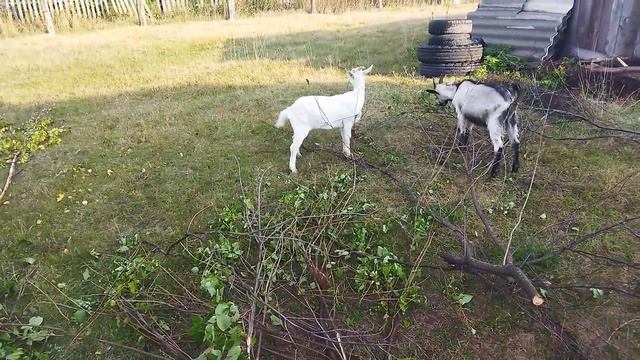 Козлята кушают листья разных деревьев и кустарников смотреть онлайн