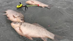 Не МНОГО КАРАСЯ - НО ЗАТО КАКИЕ!! Зимняя рыбалка на поплавок, кивок, мормышку