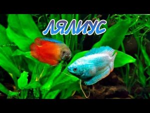 ЛЯЛИУС. СОДЕРЖАНИЕ И РАЗВЕДЕНИЕ В АКВАРИУМЕ.