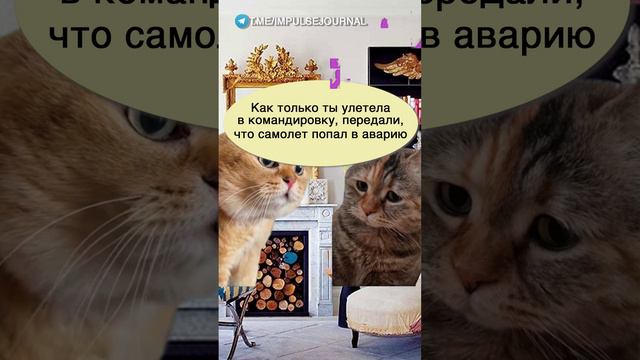 Случайности #мыкотики #вмем #разговор #анекдот #шутки #кот #юмор #смешное #прикольно #мемы #cat смотреть онлайн