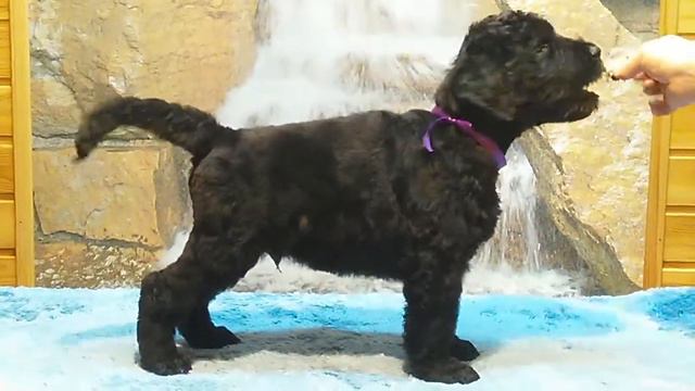VID 20151108 203011 смотреть онлайн