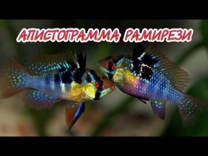АПИСТОГРАММА РАМИРЕЗИ. РАЗВЕДЕНИЕ.