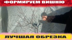 Обрезка саженца вишни осенью.Формируем крону вишни Шоколадница