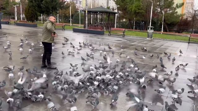 Yabani Güvercinler Arasında Kaçak Sürüsü ( İki Tane Birden Yakaladım ) смотреть онлайн