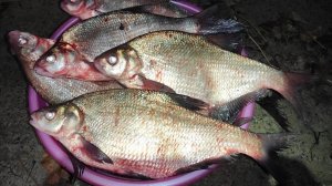 Натаскал ТАЗИК с горкой!!!! Рыбалка осенью на леща, донки фидер